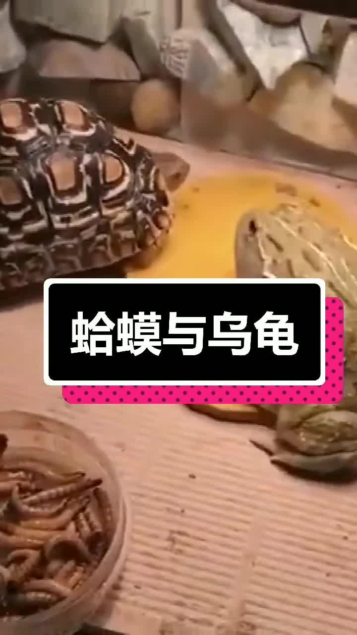 蛤蟆看上了乌龟,接下来一幕笑翻了,蛤蟆你能不能矜持一下