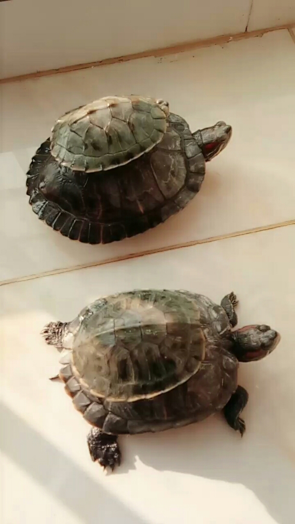 大乌龟背小乌龟