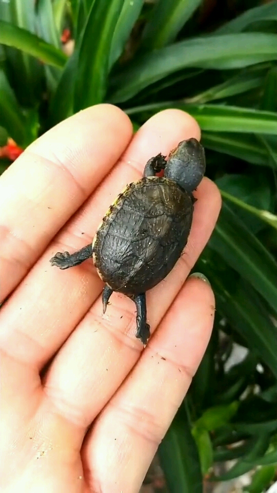 刚出生没有多久的龟宝宝很可爱太喜欢了