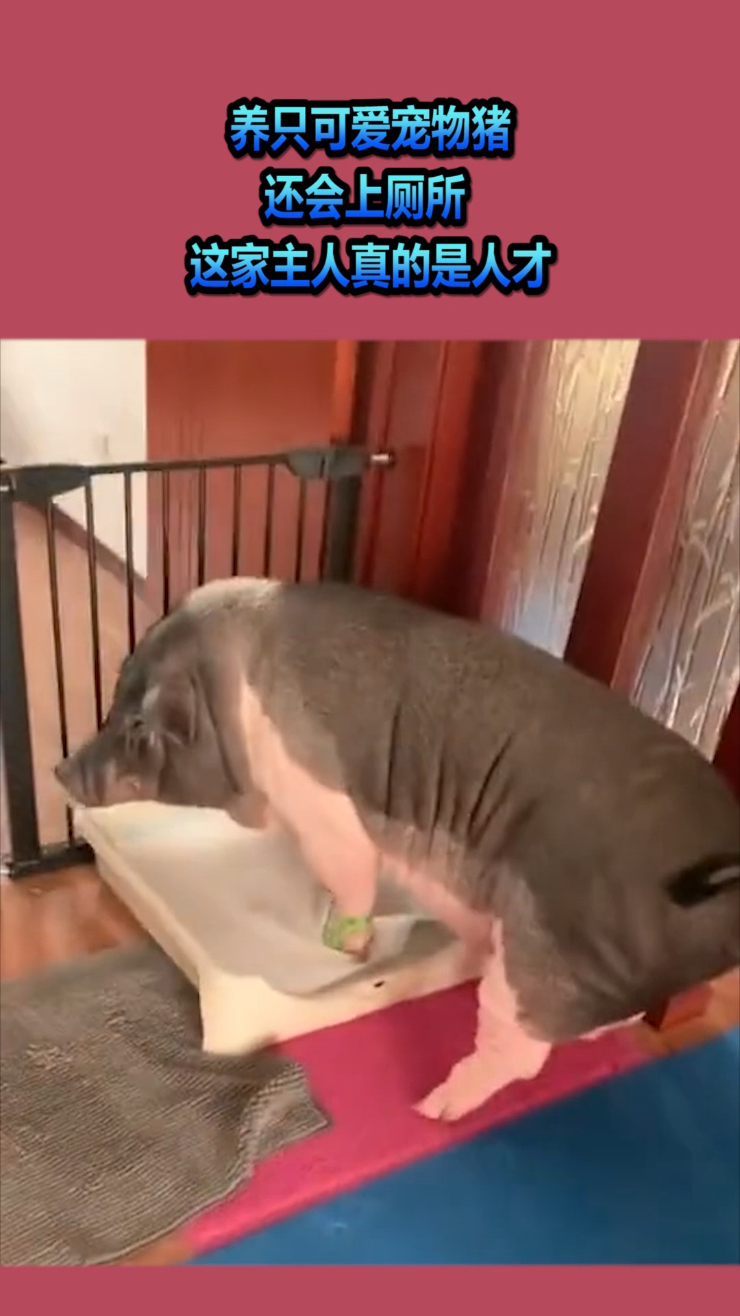 养只可爱宠物猪,还会上厕所,这家主人真是人才啊
