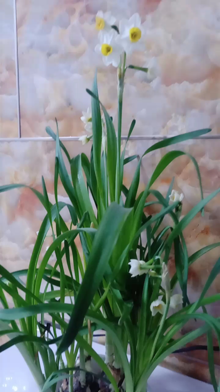 这是一盆蒜苗花()っ