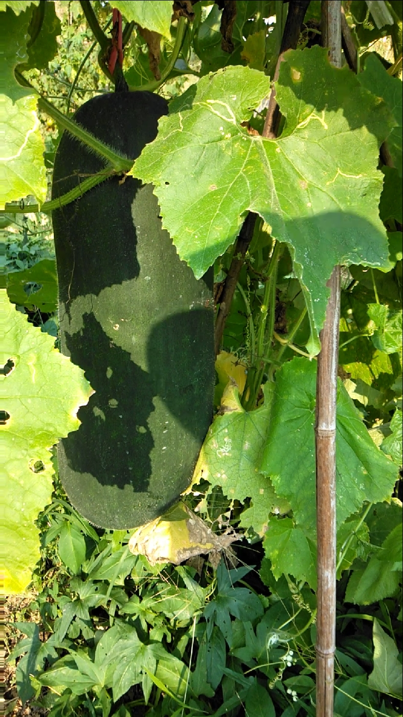 菜园里的大冬瓜