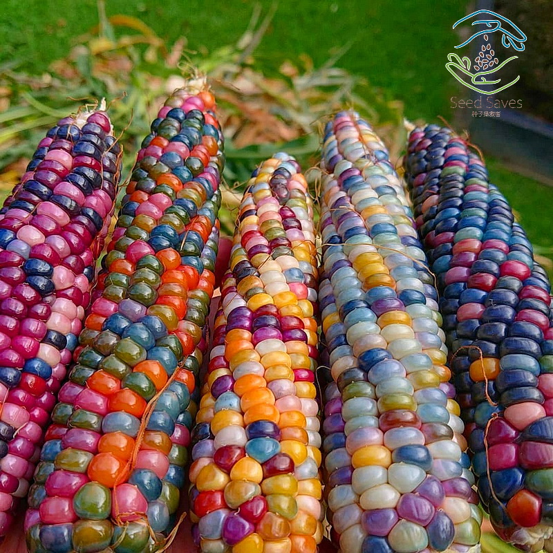 拆个玻璃宝石玉米,这可比拆盲盒有趣多啦!