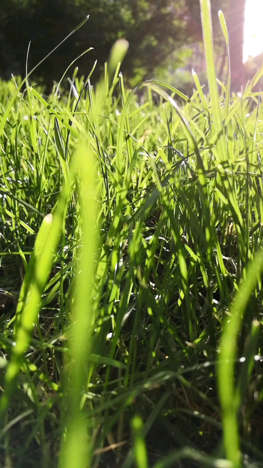 带上全民去旅行#晨光中的小草