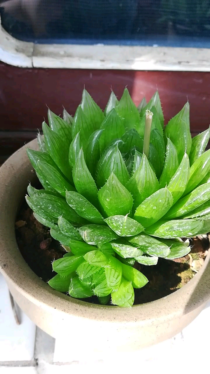 应该是叫樱玉露这个名字