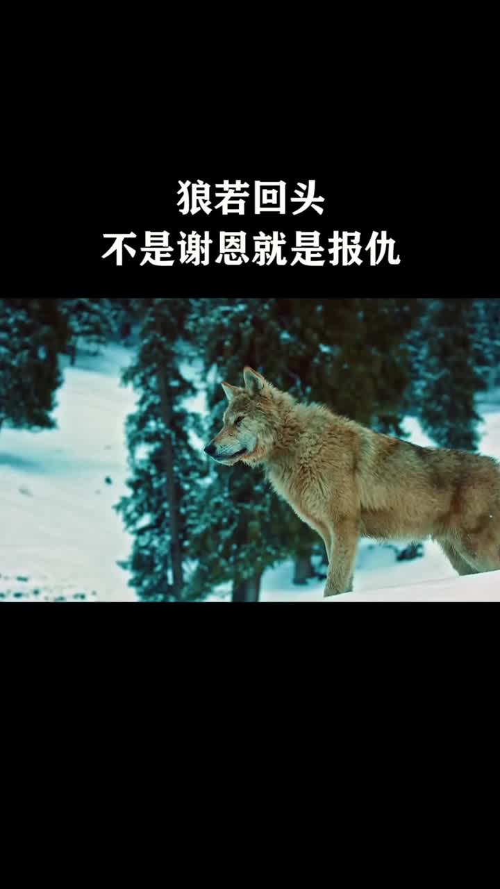 白狼王:当年你杀我妻儿时,有没有想过你也会有今天?剧