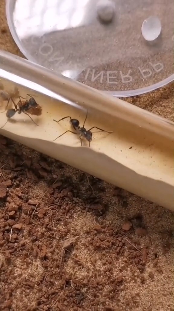 娱乐#视力很好的破坏巨眼蚁