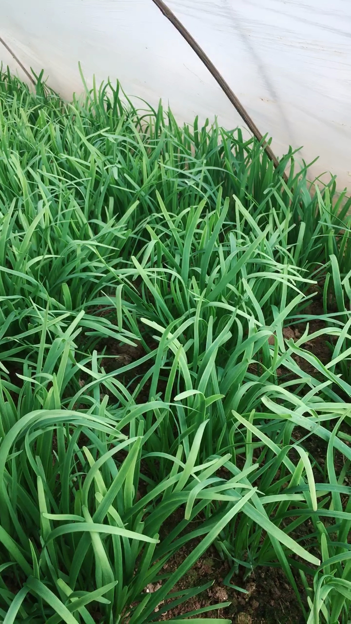 绿绿的韭菜
