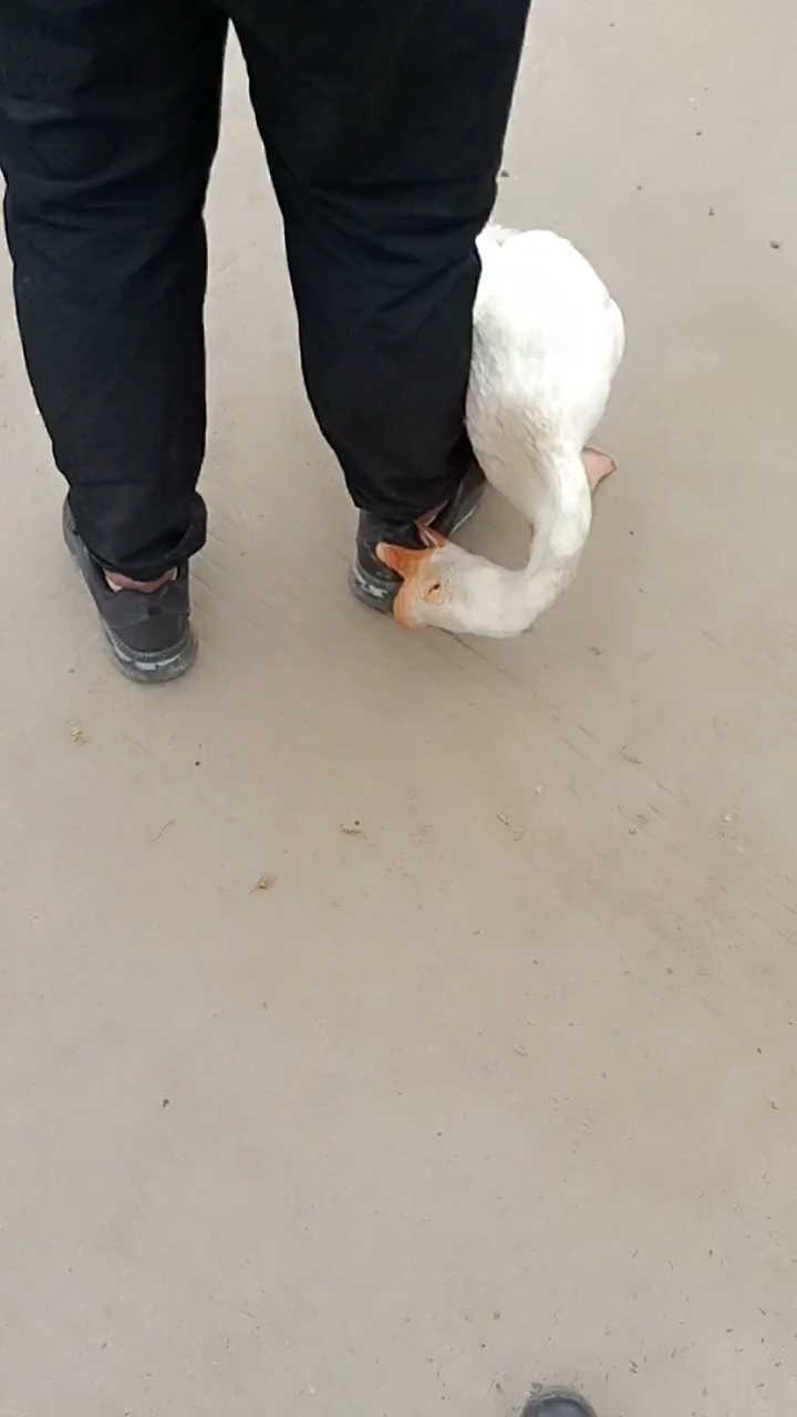 这鹅咬的厉害
