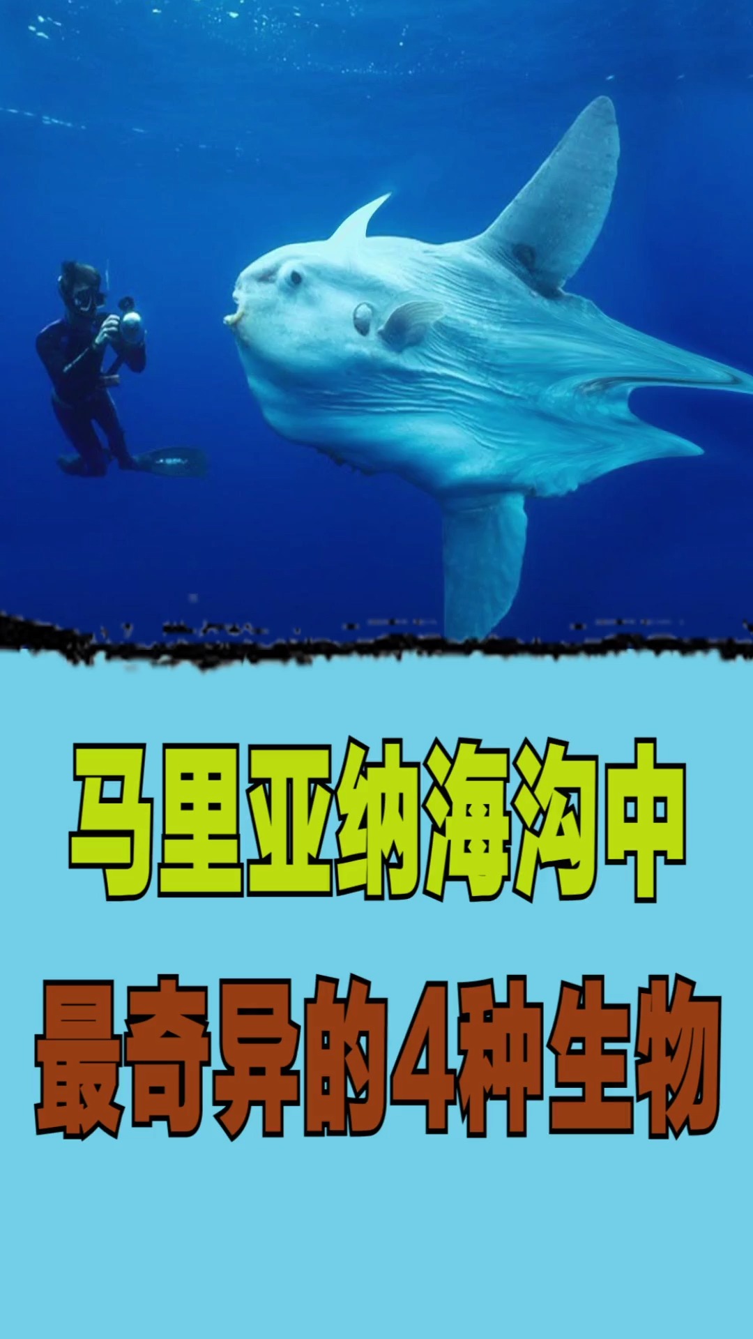 动物世界#马里亚纳海沟中最奇异的4种生物
