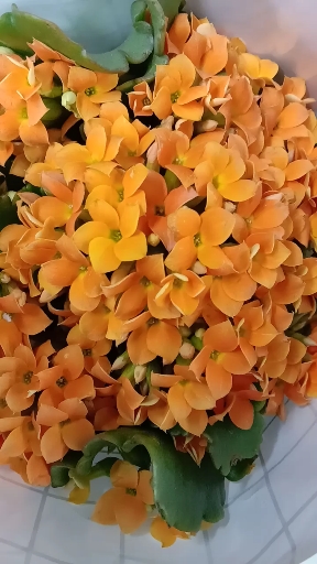 遇见好风景#橙色的长寿花美艳动人!-度小视