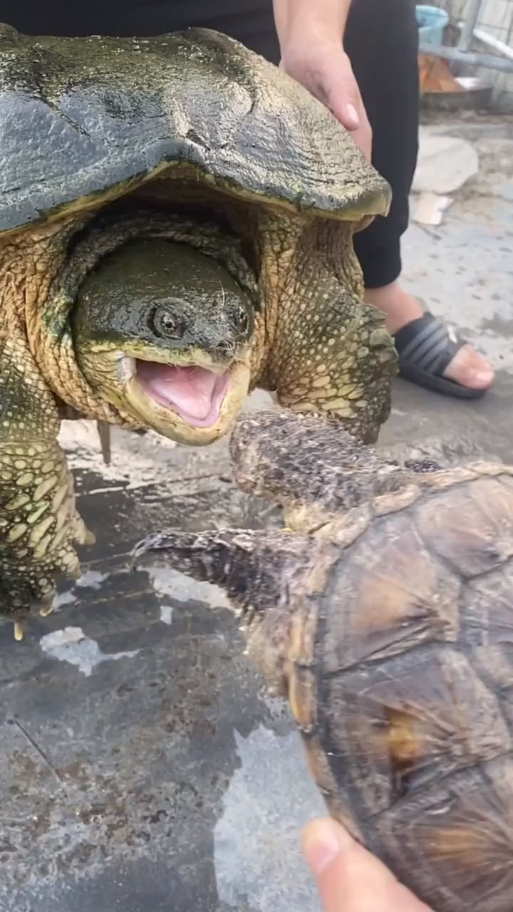 椰子蟹VS鳄龟图片