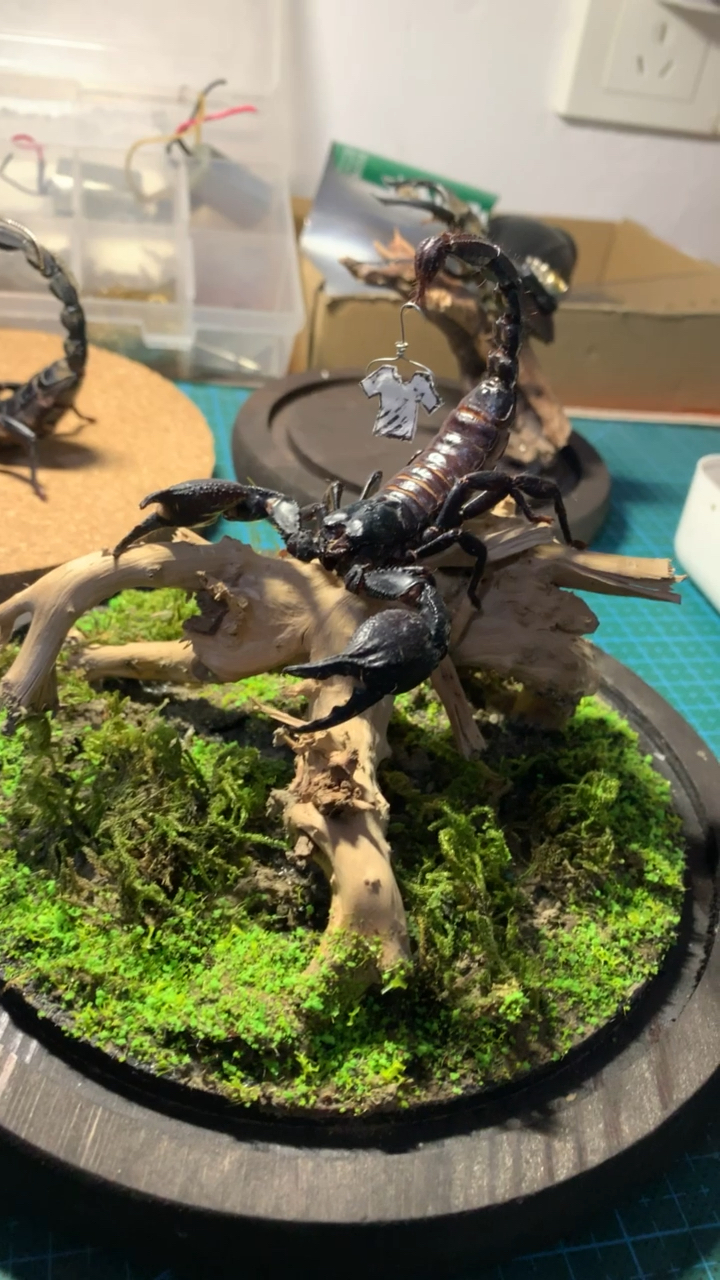 蝎子标本尾刺的用处.可以晾衣服-度小视