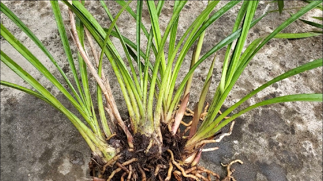 兰花#秋芝兰,开始出花杆,要开花了