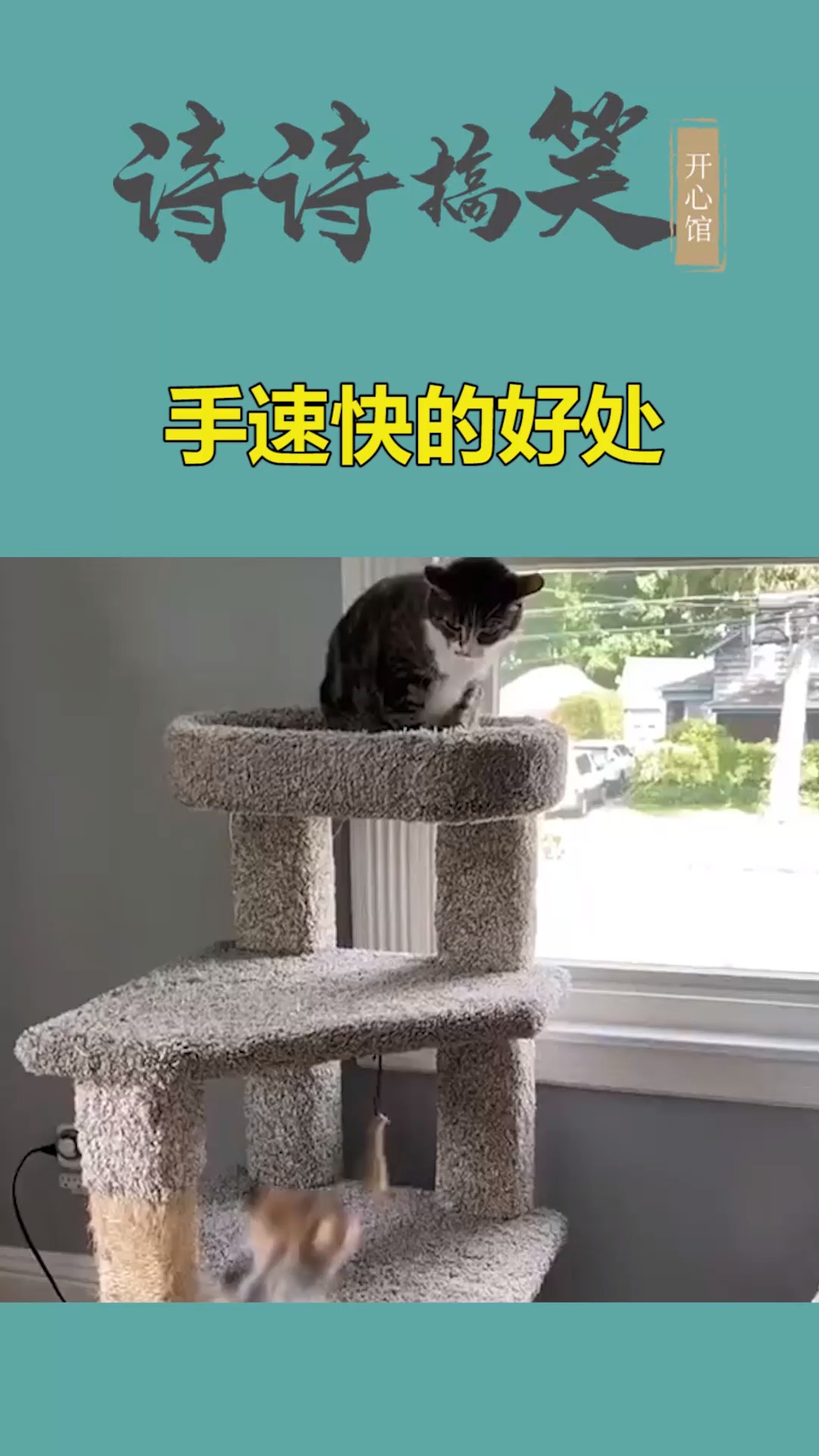 我家萌宠成精了#一秒钟出拳5次,这就是手速快的好处