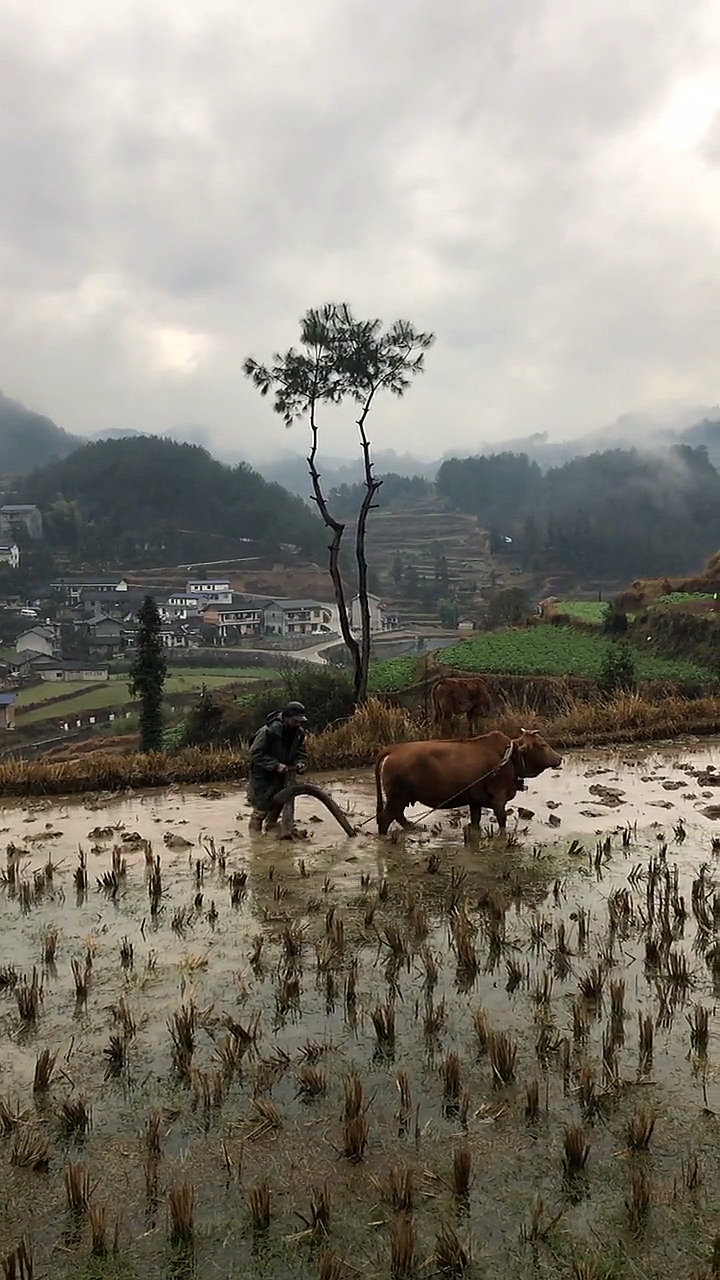 农村的生活,犁田