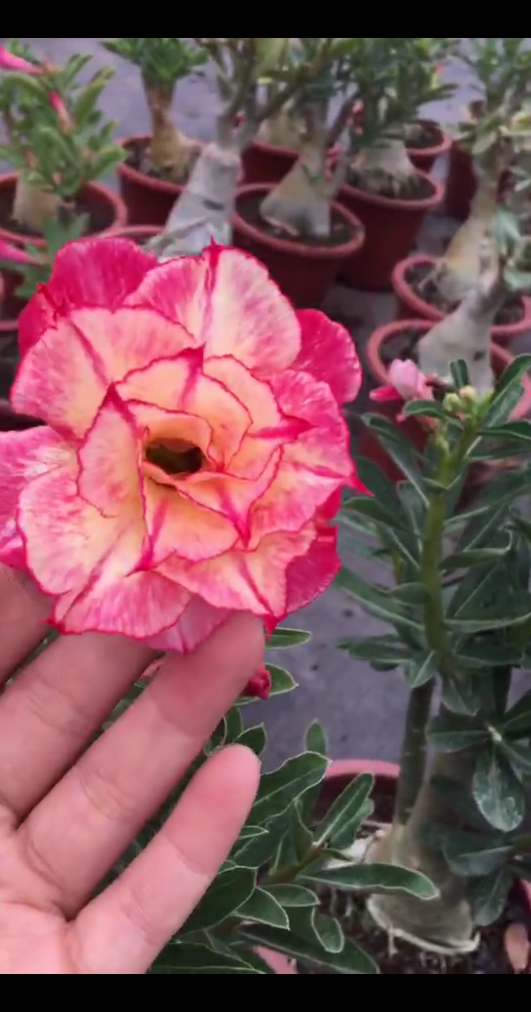 春光明媚,大花,多层,花色靓丽(ω`),美!#沙漠玫瑰#养花#赏花#绿植