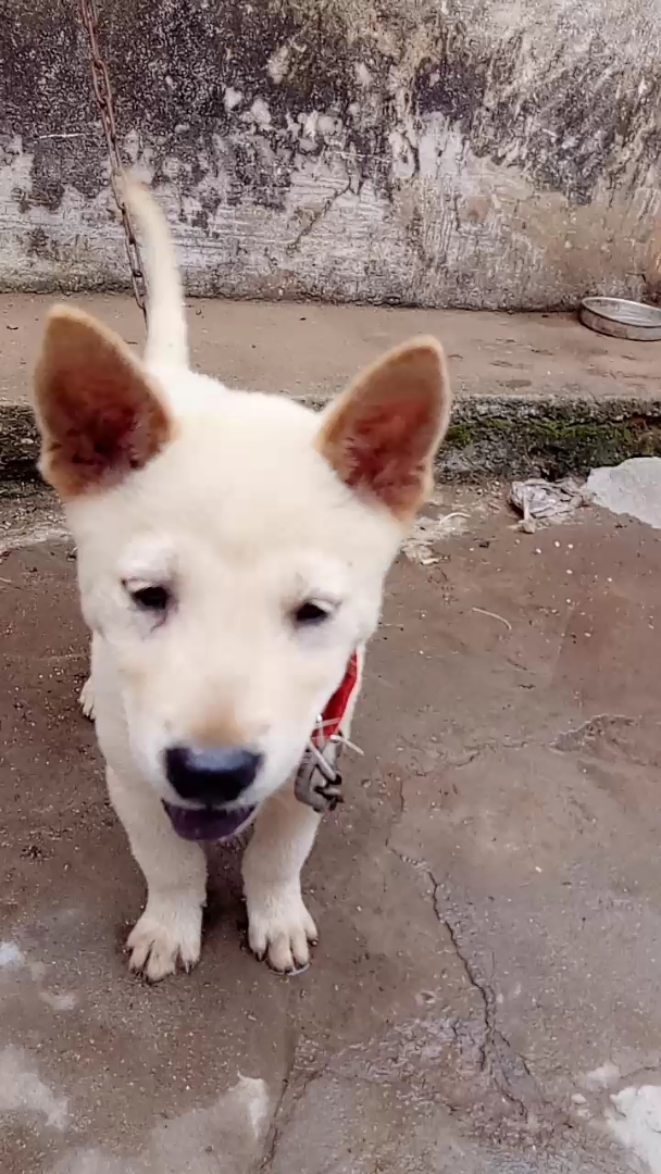 中华田园犬小白~它的耳朵是顺风耳哦,我悄悄说它很可爱,它过来亲我~(?