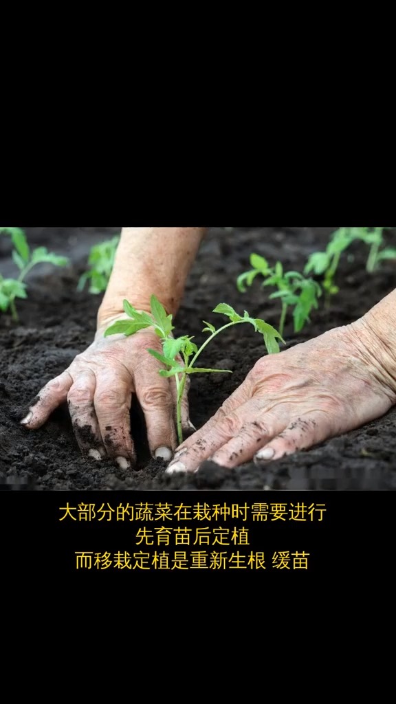 在蔬菜移栽定植时如何才能更快缓苗更快长根成活率更高