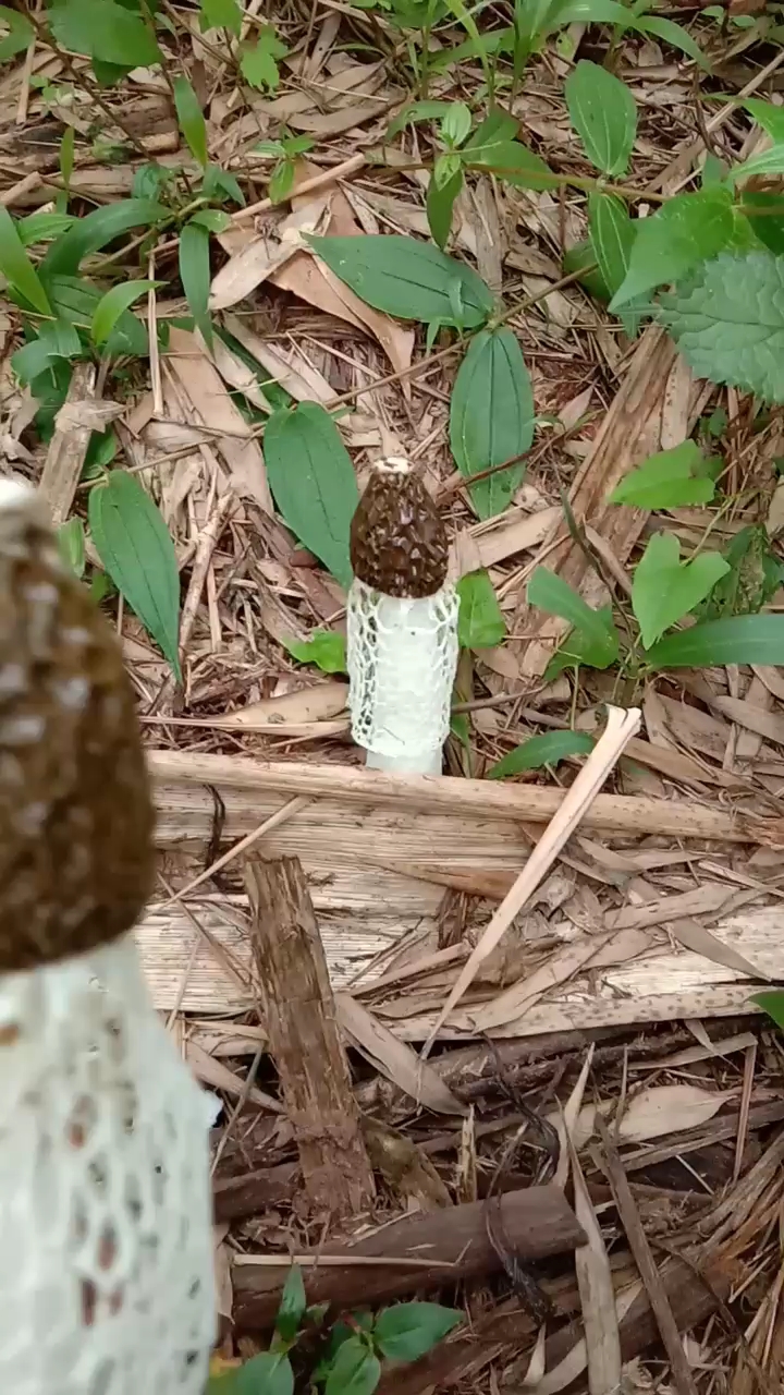 野生竹生,想吃不