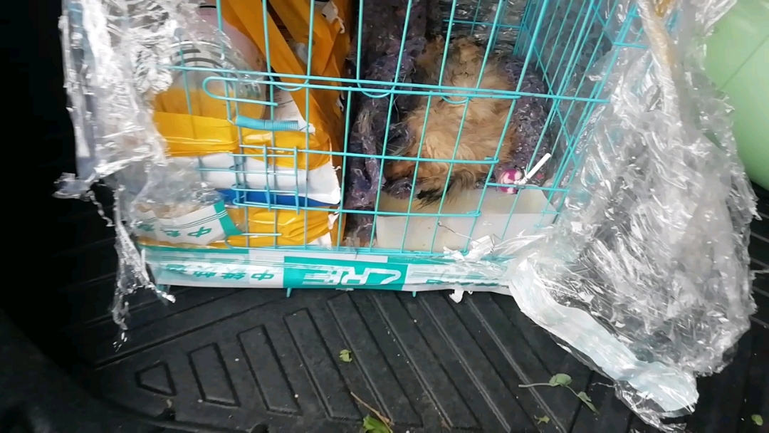 居民生活#网上买的博美小狗,死掉了.好可惜好可怜.