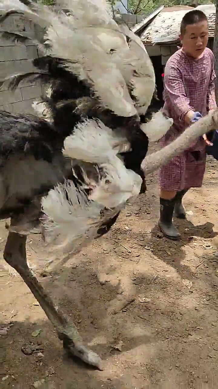 鴕鳥腳!力大無比,踢人實在是疼啊