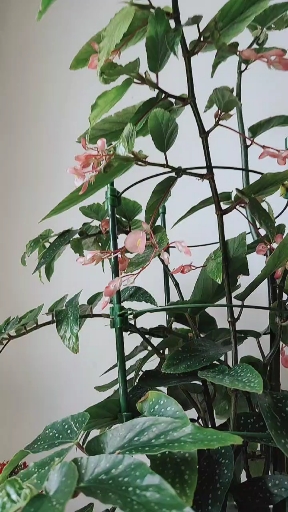 罕见品种!斑点竹节秋海棠