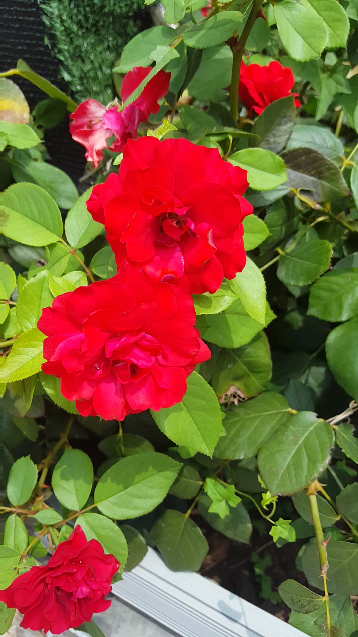 开学季#最美红月季花    真漂亮