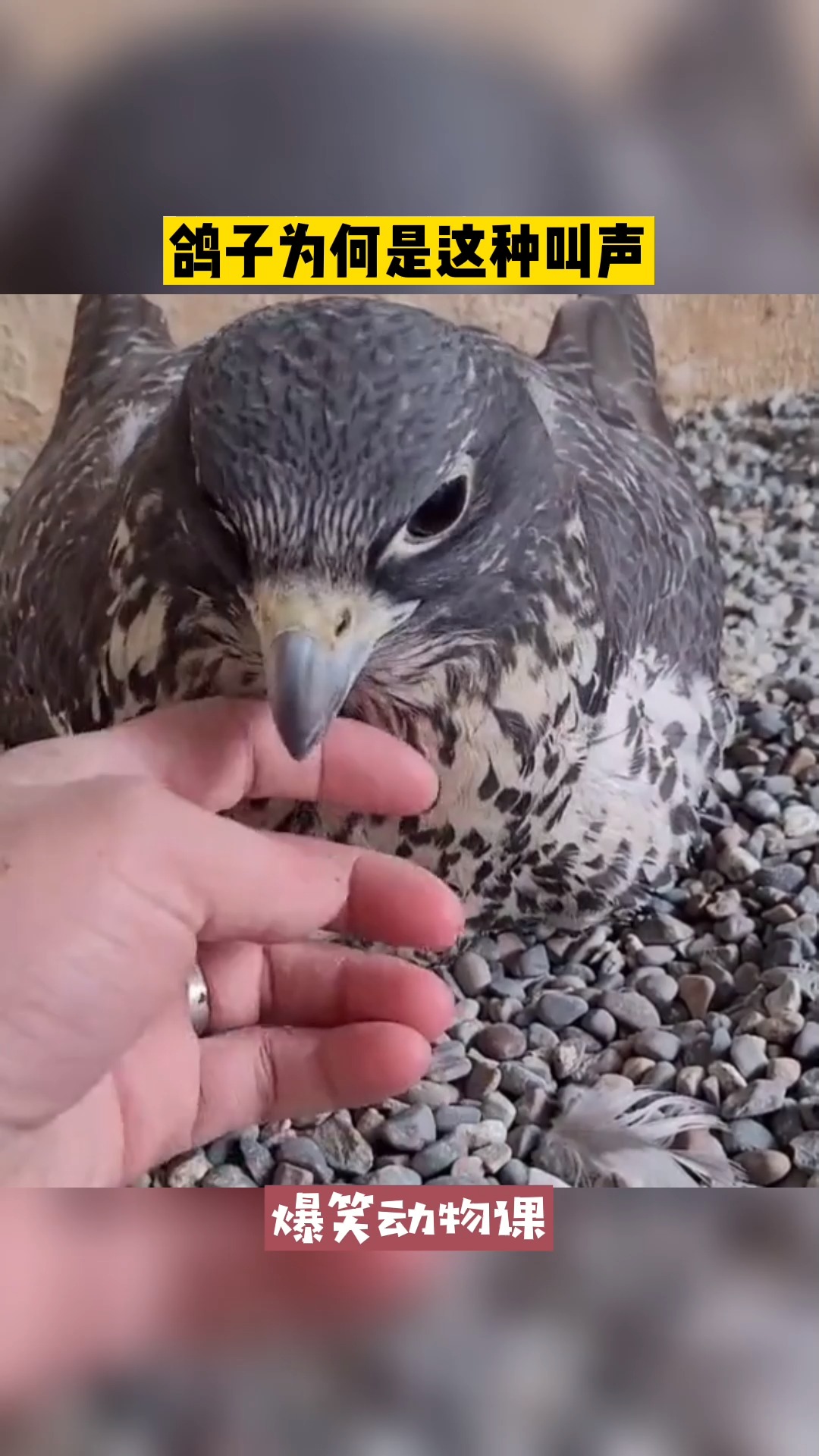 我要上热门#鸽子为何是这种叫声