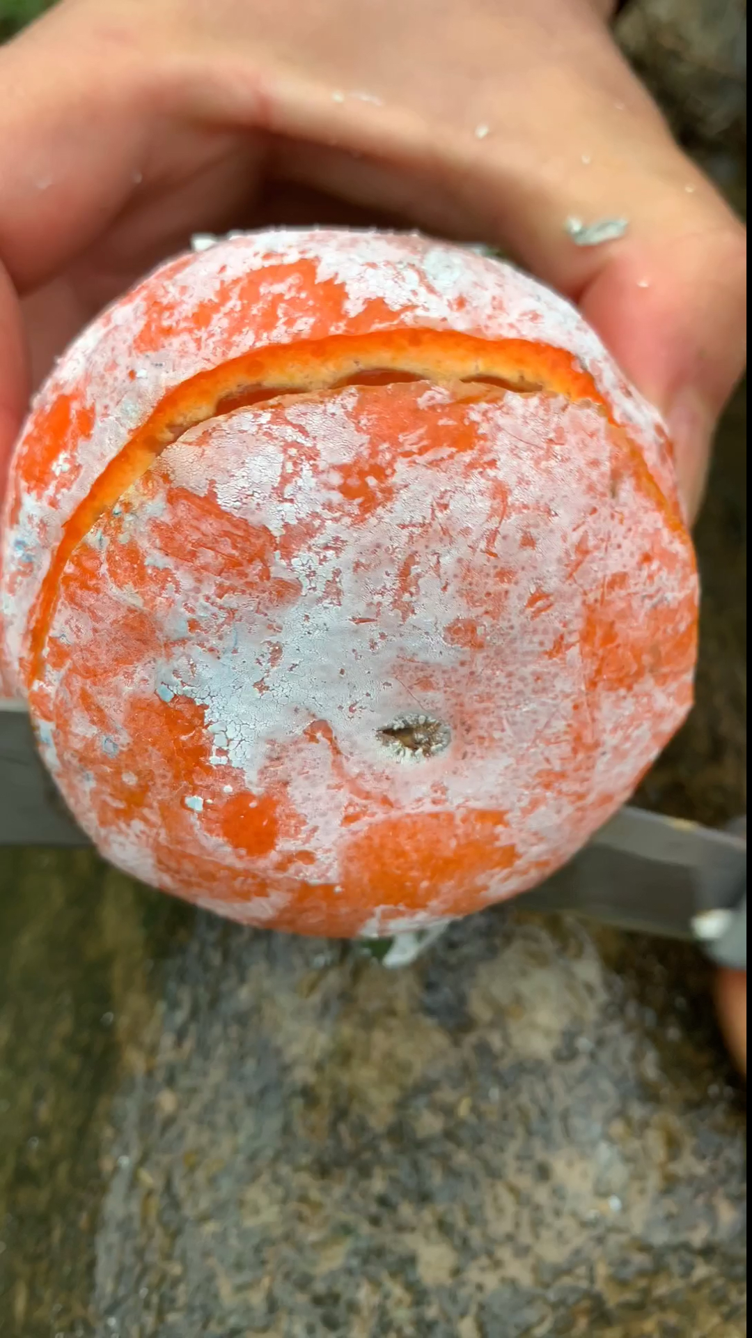 茂谷柑#切个脏脏柑!