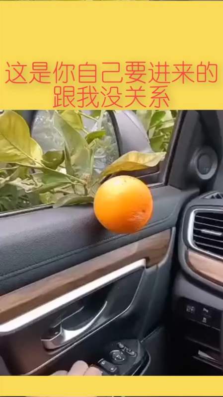 搞笑视频#这是你自己要进来的跟我没关系