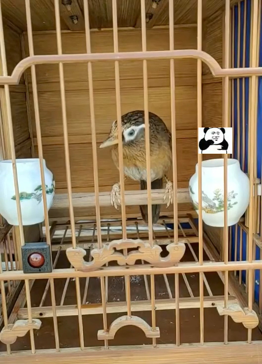 你的画眉鸟换好毛有这样的状态吗如何选料恢复呢