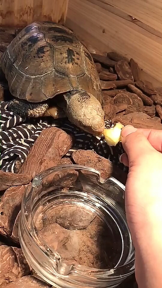 缅甸大陆乌鬼吃苹果