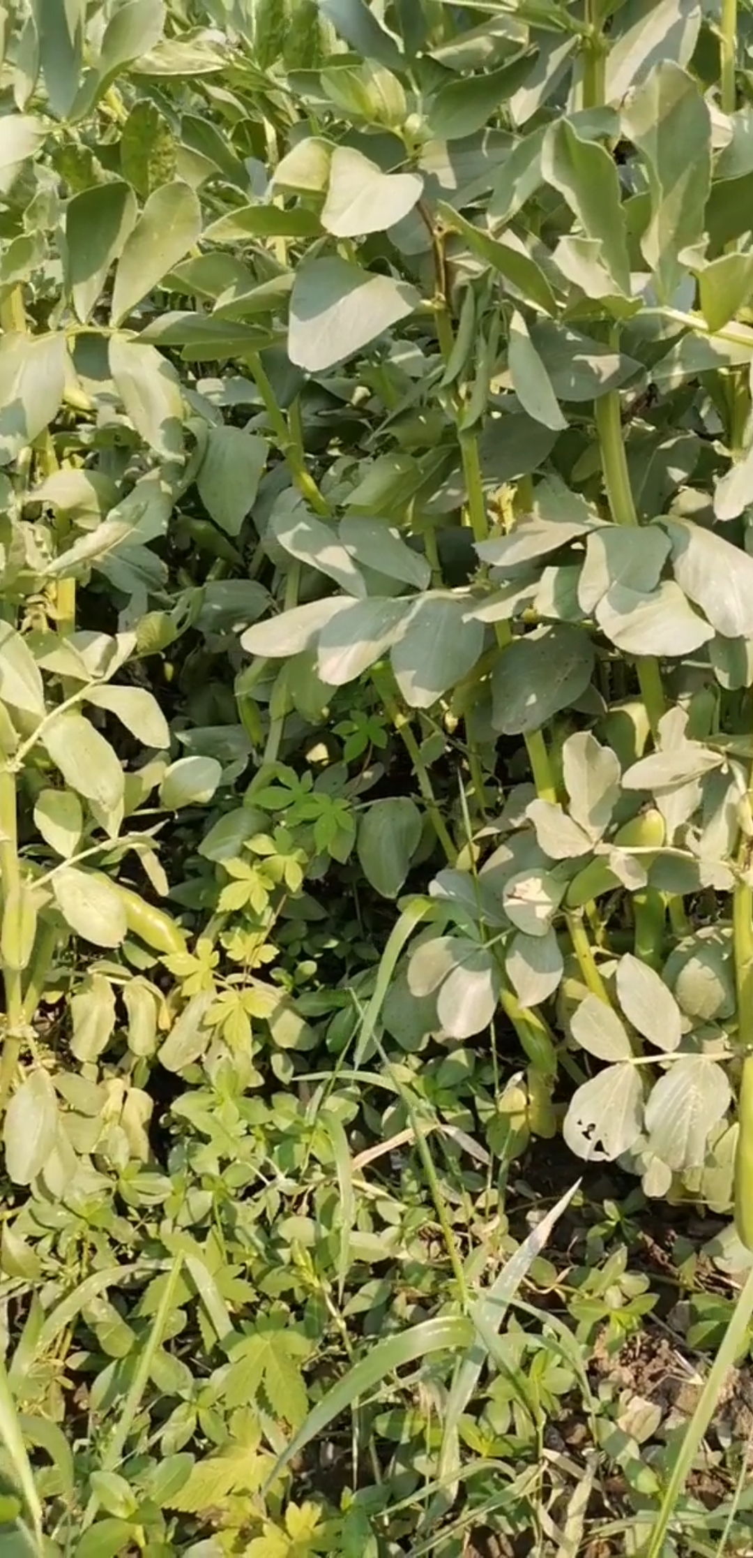 晒晒我家的春天#即将丰收的庄稼,个个颗粒饱满