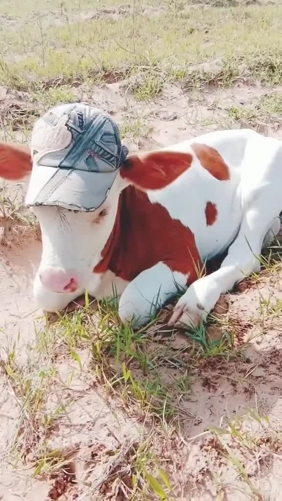 牛妈妈让我带农场的小奶牛出来玩,小牛犊非要一顶帽子才肯出来