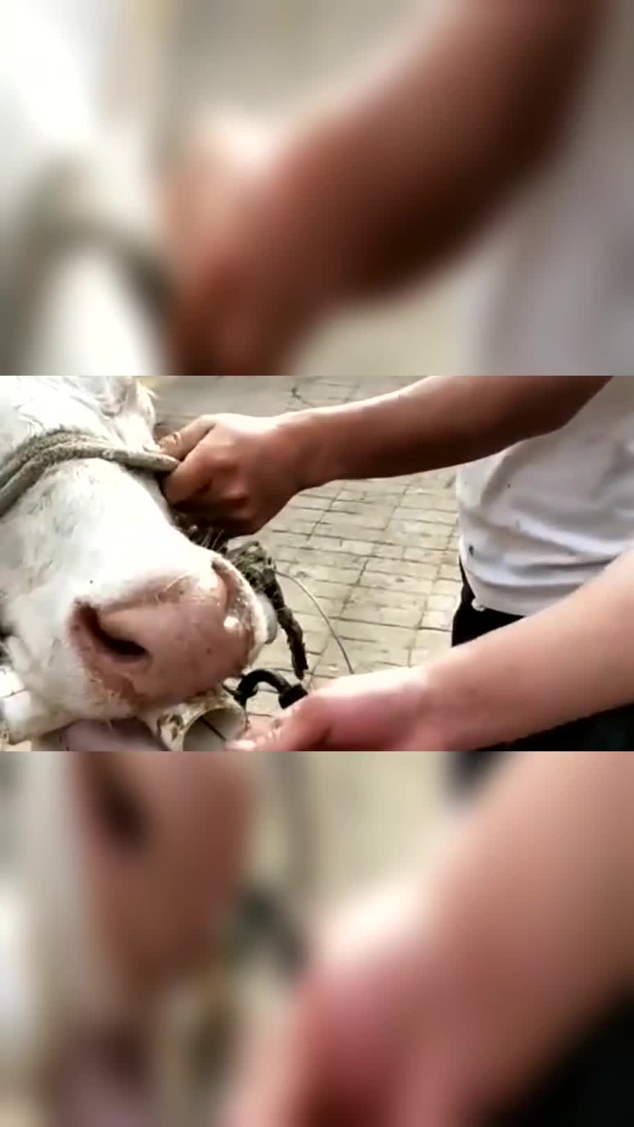 牛意外吃了铁东西,广西大哥想办法,掏出来一看是根钢钉!