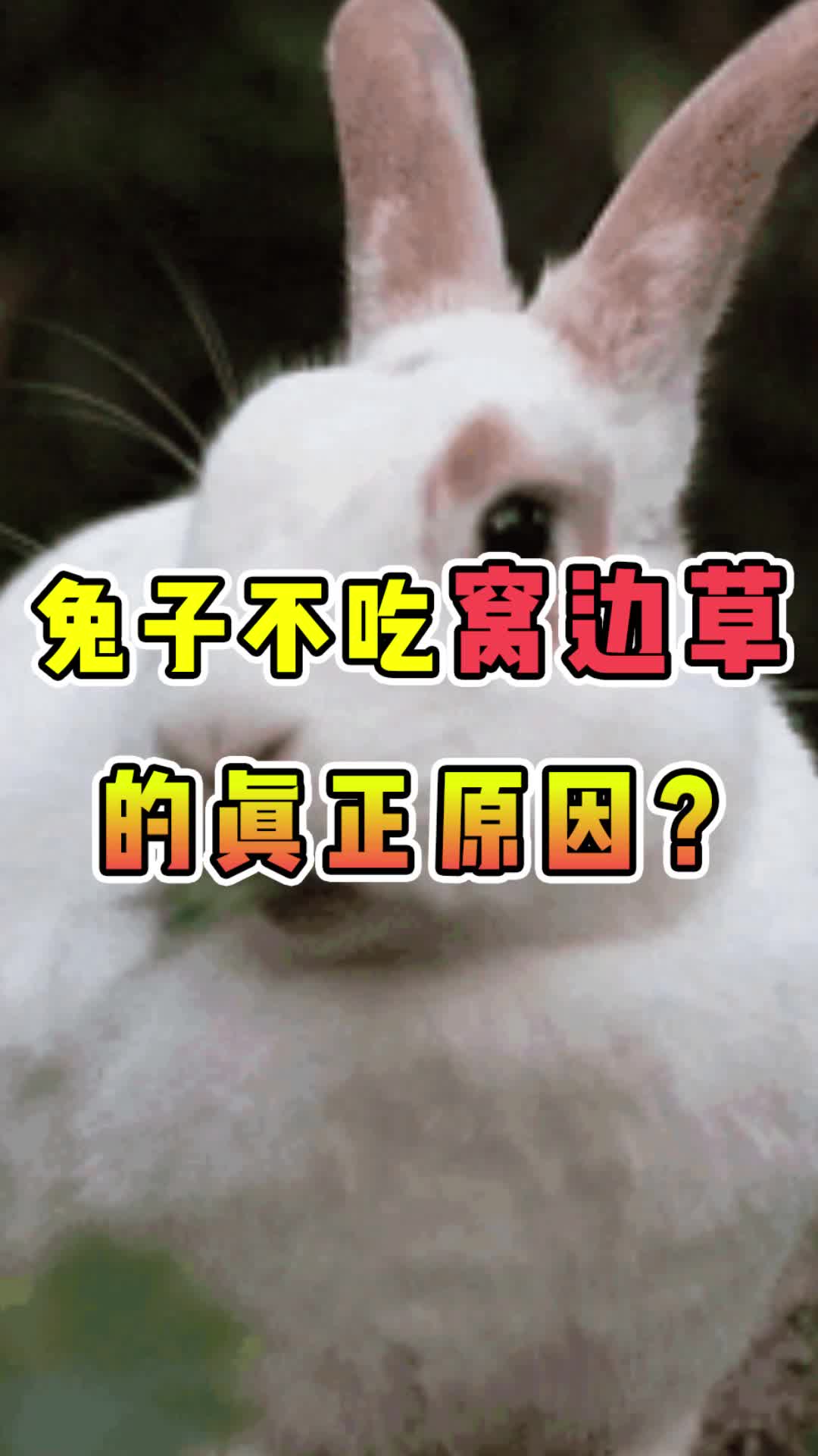 揭秘兔子不吃窝边草的真正原因!