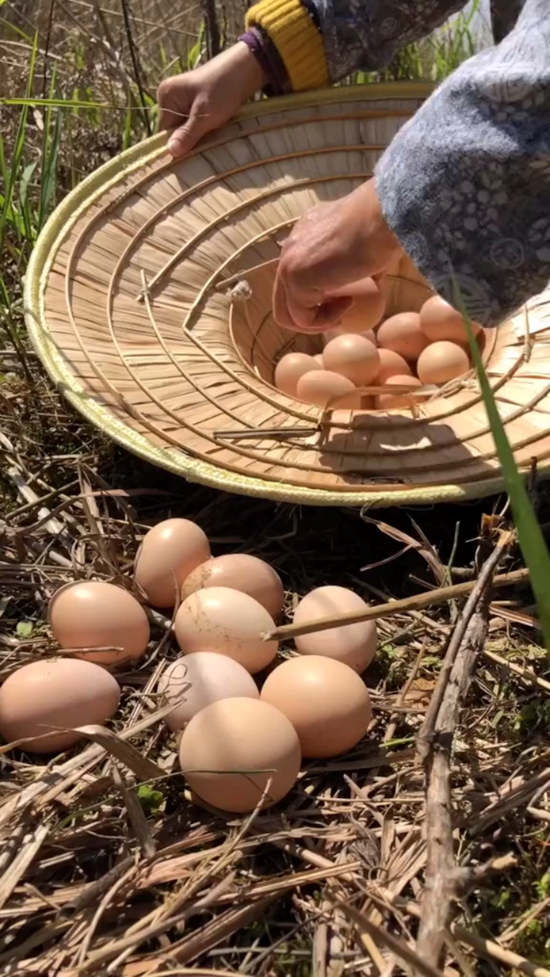 农村土鸡蛋#捡鸡蛋来喽