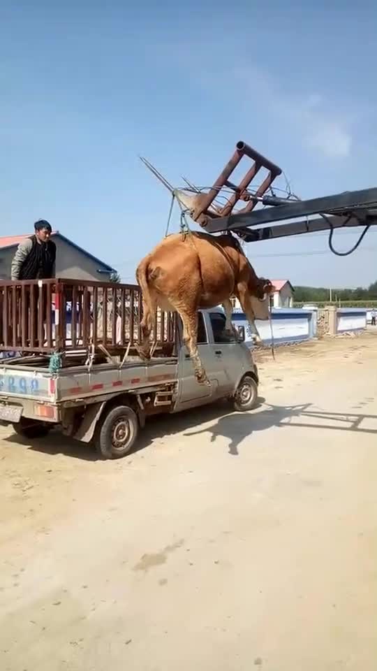 用铲车装牛会玩