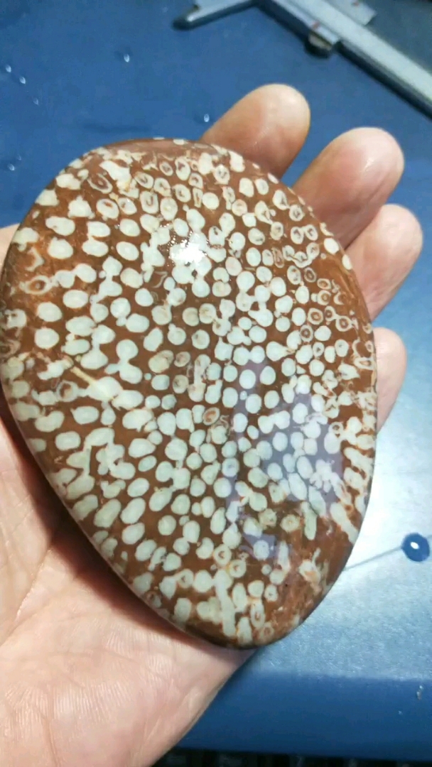 珊瑚化石值钱图片