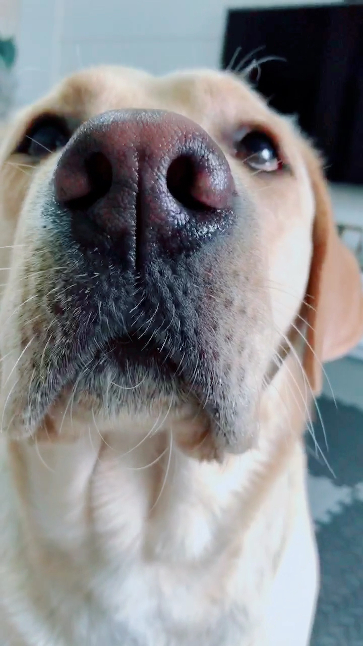 狗狗叫妈妈见过没?