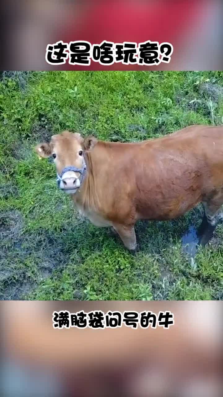 农村的牛第一次见到无人机的样子,这表情太可爱了