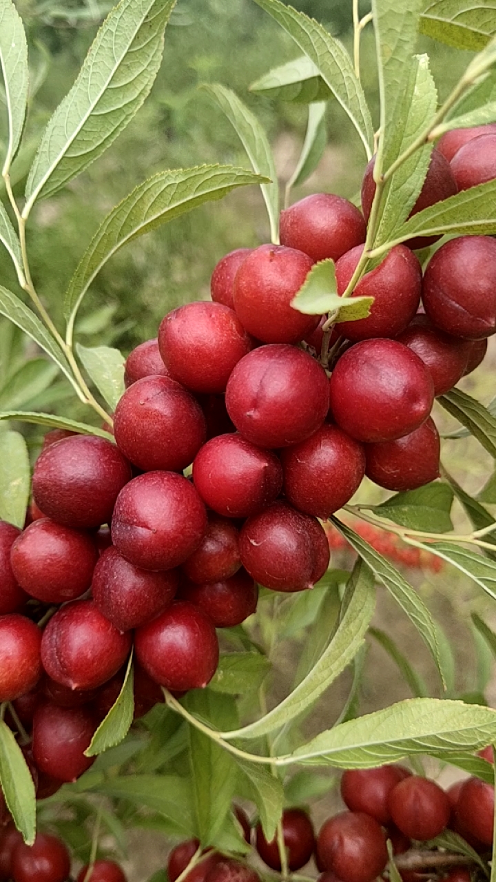 欧李钙果陆续成熟嫁接欧李钙果树欧李苗欧李树欧李采摘