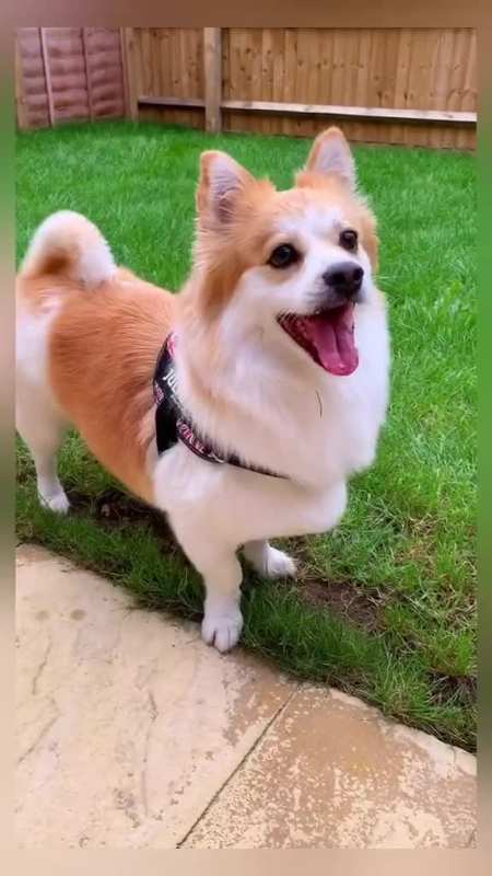 养狗什么品种不重要只要你真心待他们每个笑容都很可爱-度小视