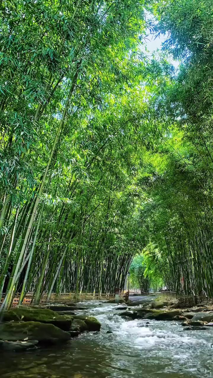 广州从化星溪竹林图片