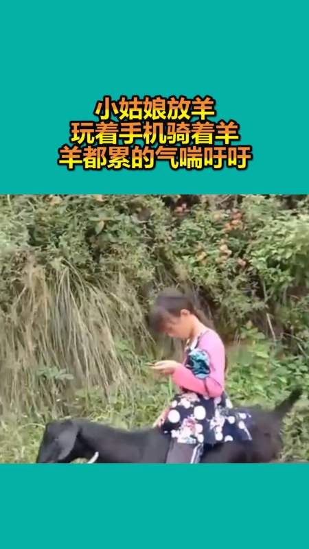 我要上热门#小姑娘放羊,玩着手机骑着羊,羊都累的气喘吁吁