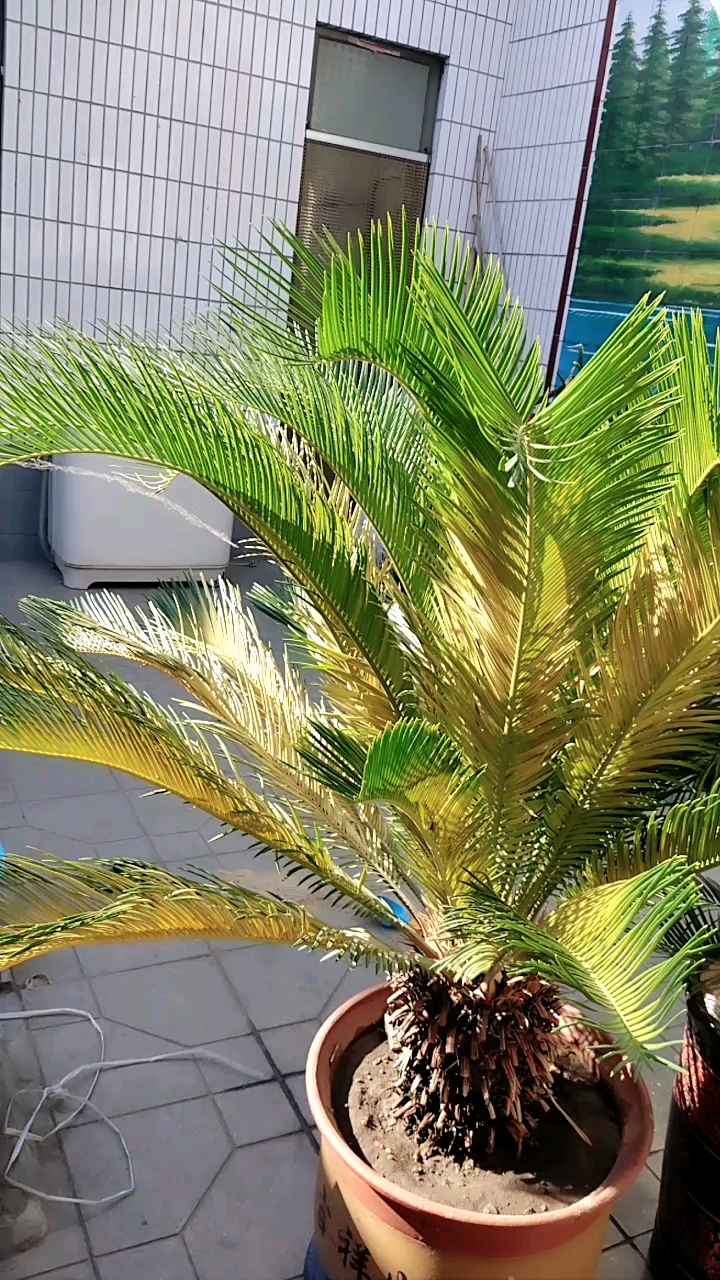 我的铁树啊!过了个冬天成了这模样了