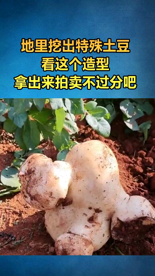 这个土豆的造型还真奇特呢