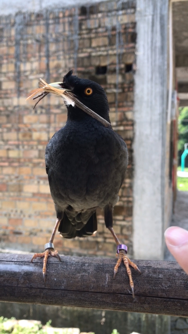 八哥要不要捻舌看完你就明白了-度小视