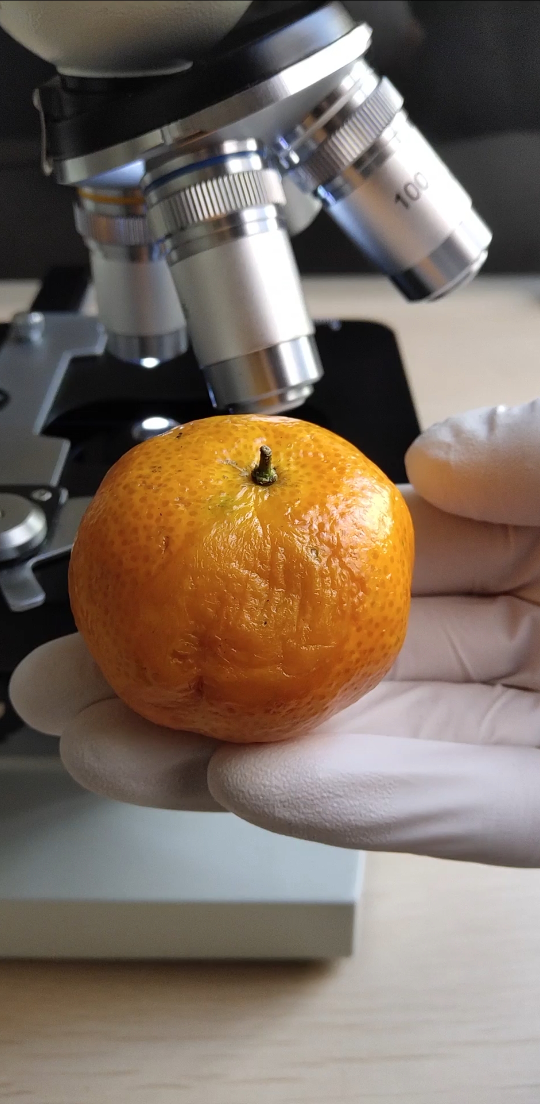 佛系生活#你家里放坏了的橘子显微镜下放大200倍